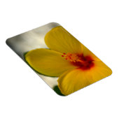 Gelber Hibiskus Magnet (Rechte Seite)