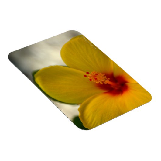 Gelber Hibiskus Magnet (Rechte Seite)
