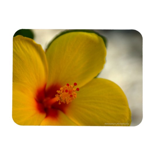 Gelber Hibiskus Magnet (Horizontal)