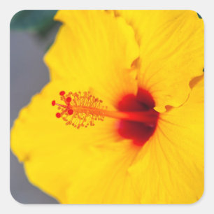 Gelber Hibiskus Nahaufnahme Quadratischer Aufkleber