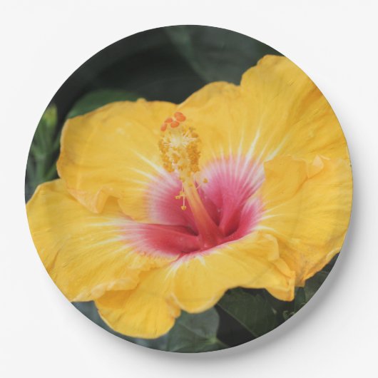 Gelber Hibiskus Pappteller (Vorderseite)