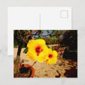 Gelber Hibiskus Postkarte (Vorne/Hinten)