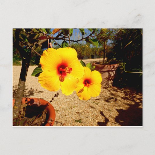Gelber Hibiskus Postkarte (Vorderseite)