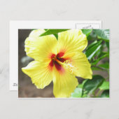 Gelber Hibiskus Postkarte (Vorne/Hinten)