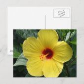 Gelber Hibiskus Postkarte (Vorne/Hinten)