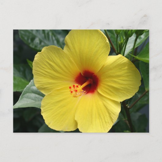 Gelber Hibiskus Postkarte (Vorderseite)