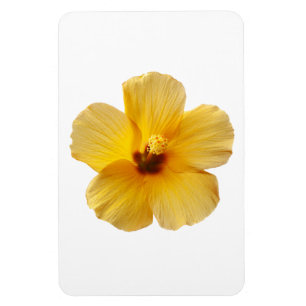 Gelber Hibiskus Tropische Blume Blume Magnet