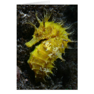 Gelber Hippokamp Guttulatus des Seepferd-