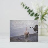 Gelber Hund auf Dock Gelbes Labrador Retriever Postkarte (Stehend Vorderseite)