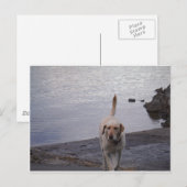 Gelber Hund auf Dock Gelbes Labrador Retriever Postkarte (Vorne/Hinten)