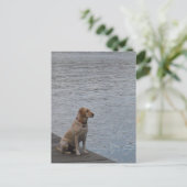 Gelber Hund auf Dock Postkarte (Stehend Vorderseite)