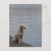 Gelber Hund auf Dock Postkarte (Vorderseite)