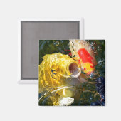 Gelber Karpfen Koi und Goldfische auf der Wasserob Magnet (Vorderseite/Rückseite)