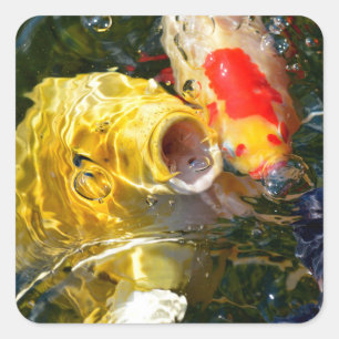 Gelber Karpfen Koi und Goldfische auf der Wasserob Quadratischer Aufkleber