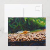 Gelber King Kong Garnelen Postkarte (Vorne/Hinten)