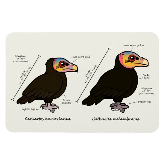 Gelber-Kopf-Greater / Lesser Magnet (Horizontal)