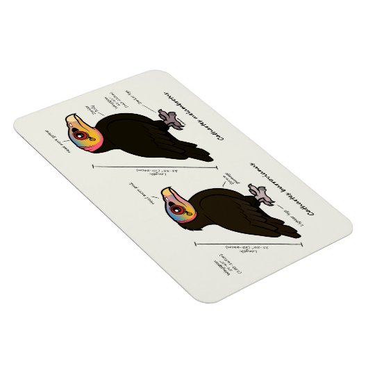 Gelber-Kopf-Greater / Lesser Magnet (Rechte Seite)