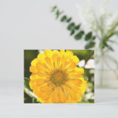 Gelber Kosmo, Gelbfärbung, gelbe Blume, Postkarte (Stehend Vorderseite)