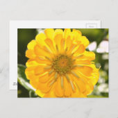 Gelber Kosmo, Gelbfärbung, gelbe Blume, Postkarte (Vorne/Hinten)