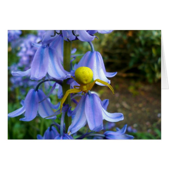 Gelber Krab / Blume Spider (Vorderseite (Horizontal))