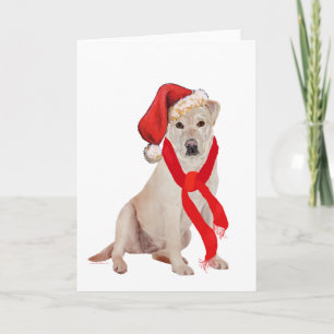Gelber Labrador Retriever Weihnachten