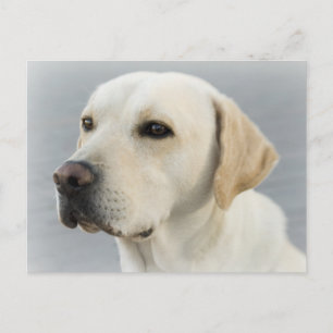 Gelber Labrador Retriever Welpe Hund Postkarte
