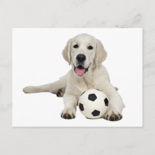 Gelber Labrador Retriever Welpenhund Postkarte