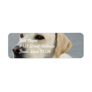 Gelber Labradormailings-Aufkleber