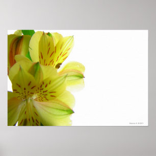Gelber Lilien-Plakat-Druck Poster
