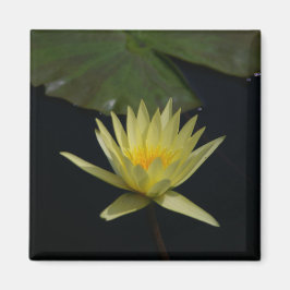 Gelber Lotus-Wasserlilie-Magnet Magnet