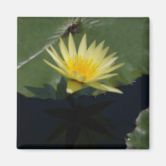 Gelber Lotus-Wasserlilie-Magnet Magnet (Vorne)