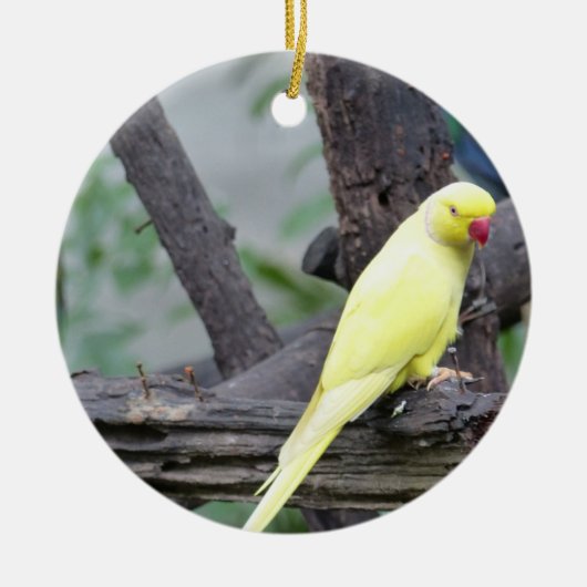 Gelber Lutino RingNecked Parakeet in einem Baum Keramikornament (Vorne)