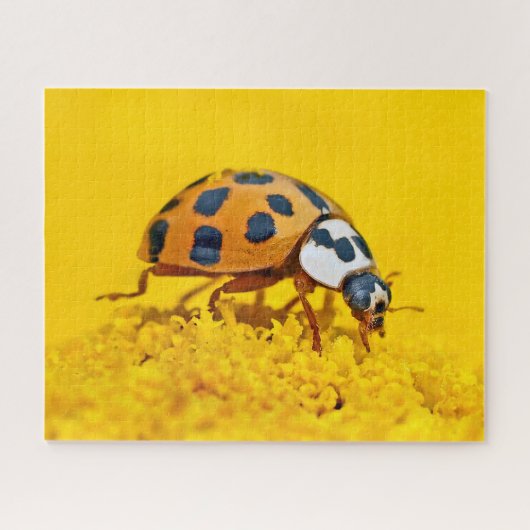 Gelber Marienkäfer, Puzzle (Horizontal)
