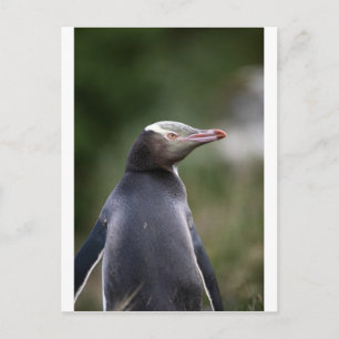 Gelber mit Augen Pinguin Neuseeland Postkarte