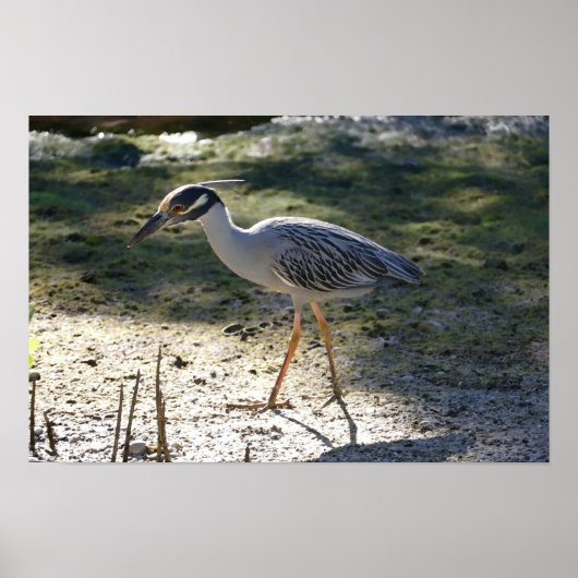 Gelber Nachtreiher, Florida Poster (Vorne)