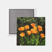 Gelber Orange-Tulip-Magnet Magnet (Vorderseite/Rückseite)