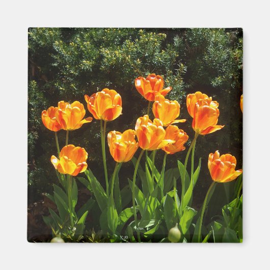 Gelber Orange-Tulip-Magnet Magnet (Vorne)