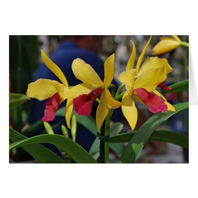 Gelber Orchid aus Vero Beach, FL (Vorderseite (Horizontal))