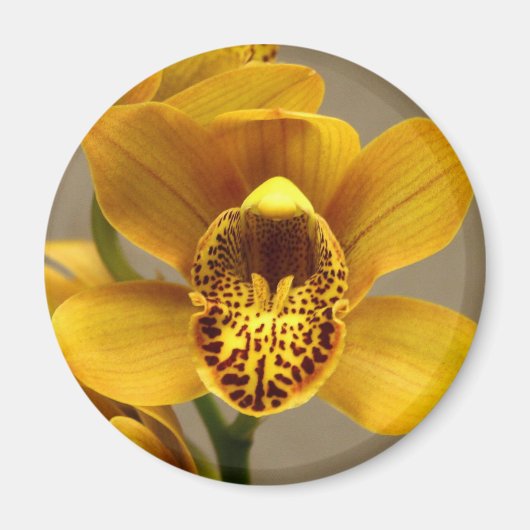 Gelber Orchid-Magnet Magnet (Vorne)