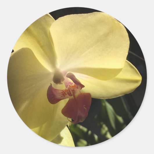 Gelber Orchid-Umschlag Aufkleber (Vorderseite)