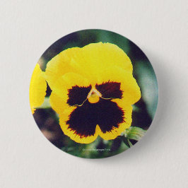 Gelber Pansy Button