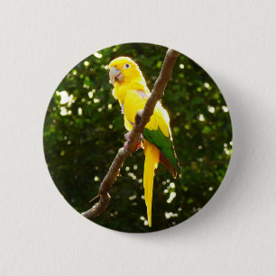 Gelber Papagei Button