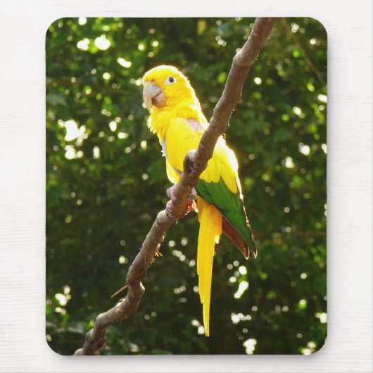 Gelber Papagei Mousepad (Vorne)