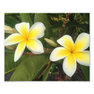 Gelber Plumeria Fotodruck