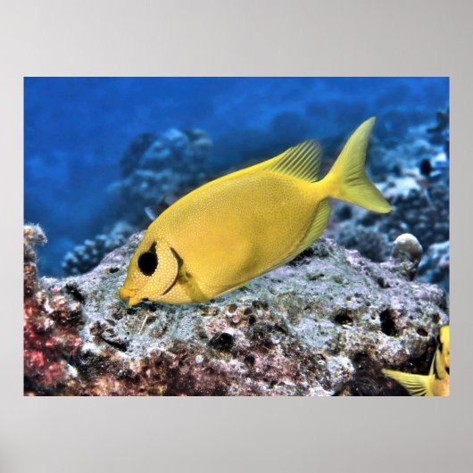 Gelber Rabbiter Poster (Vorne)