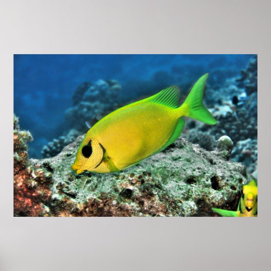 Gelber Rabbiter Poster (Vorne)