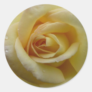 Gelber Rosen-Aufkleber Runder Aufkleber
