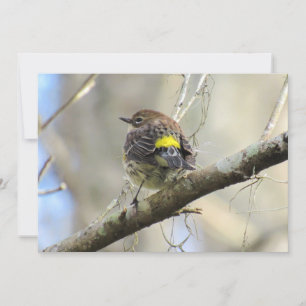 Gelber Rumped Warbler - Backyard Bird - Flachkarte Feiertagskarte
