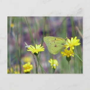 Gelber Schmetterling auf gelber Blume Postkarte