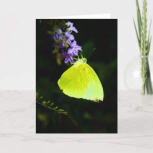 Gelber Schmetterling auf lila Blumen-Gruß-Karten Karte